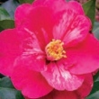 Shirley Meneice